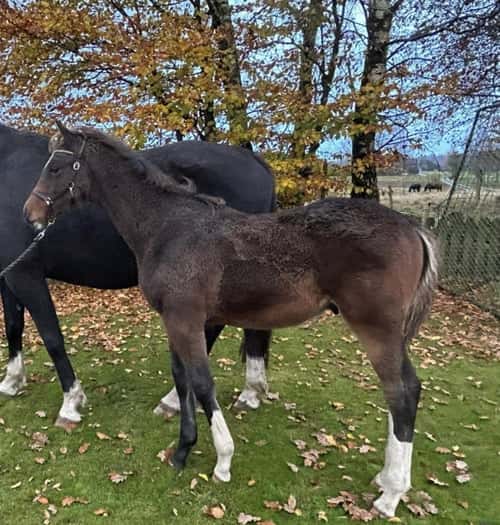 Bild av Snygg Åring 