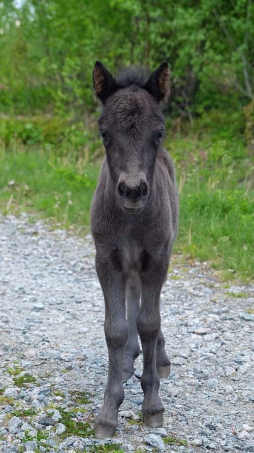 Bild av Pigg & trevlig unghingst till salu!