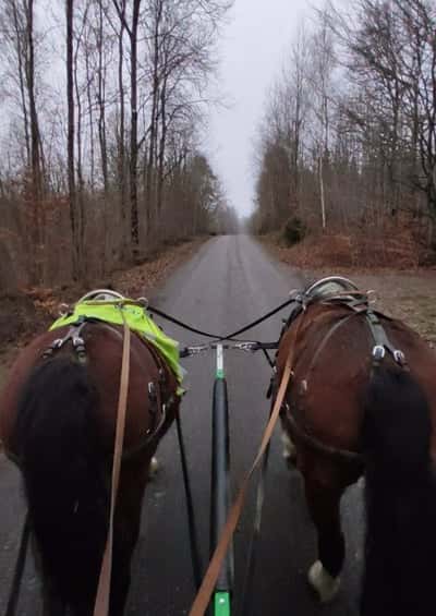 Inlägg 31 av Sportkörning med titeln Huvudlösa hästar
