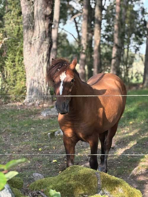 Bild av Ponnykille för framtiden