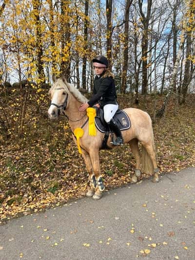 Inlägg 20 av Mounted games med titeln Felfri LA debut & Placerad i Sverigeponnyn LB