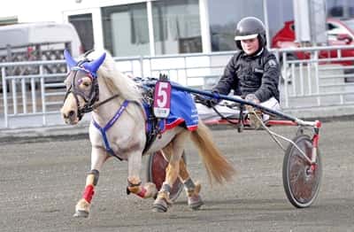 Inlägg 91 av Ponnytrav med titeln Ponnytrav