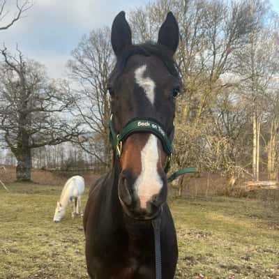 Chabako van de rietvenne