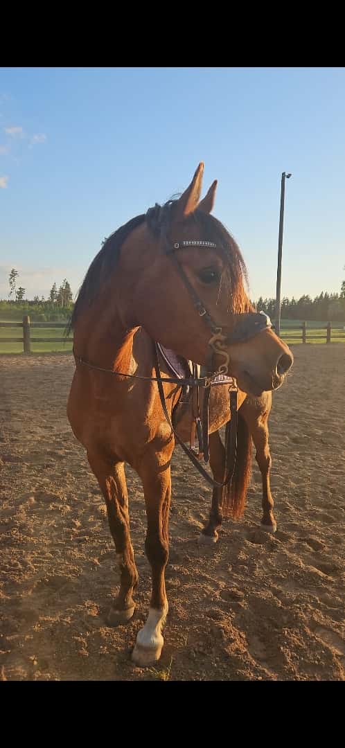 Bild av Panda - Arabiskt fullblod!