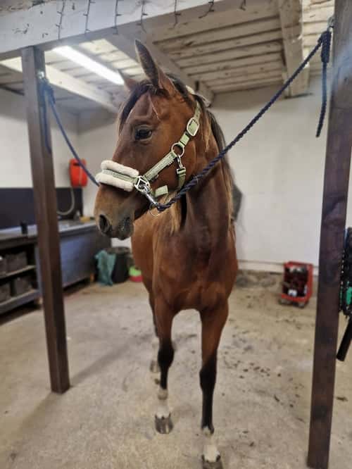 Bild av Prepartbreed 