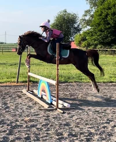 Inlägg 23 av Welshponny med titeln Ariel 🥰