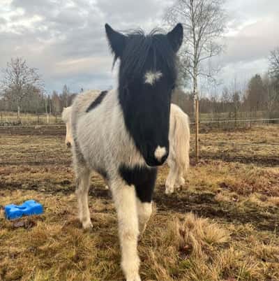 Blómadis från Stenshult