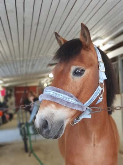 Inlägg 25 av Ponnytrav med titeln Mitt ❤️