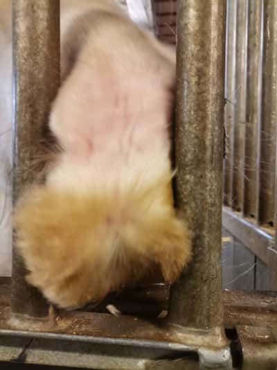 Inlägg 24 av Irish Cob med titeln Fröken Mustasch 