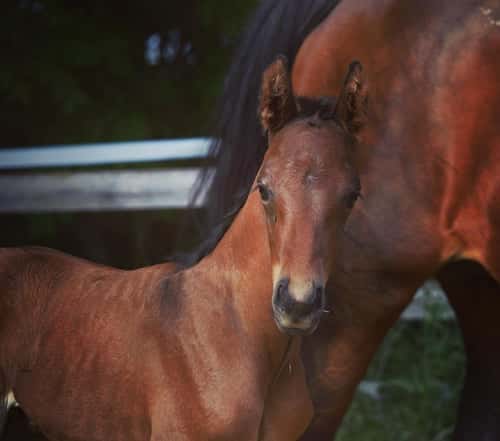 Bild av Fantastiskt spänstig och rörlig valack med mycket god exteriör