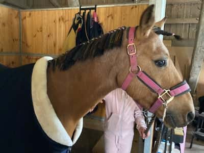 Inlägg 4 av Welshponny med titeln ✨Pooka & Chilli ✨