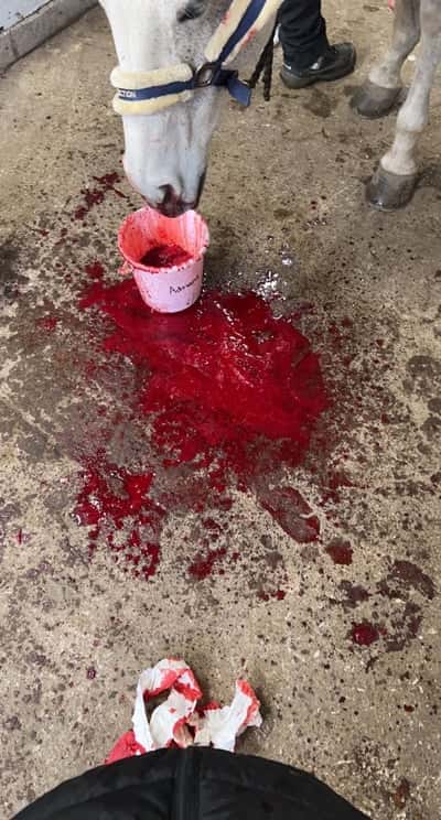 Inlägg 7 av Pura Raza Espanola med titeln Jobbig morgon för Kladdis