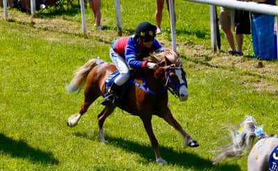 Inlägg 17 av Korsningsponny med titeln Ponnygalopp 