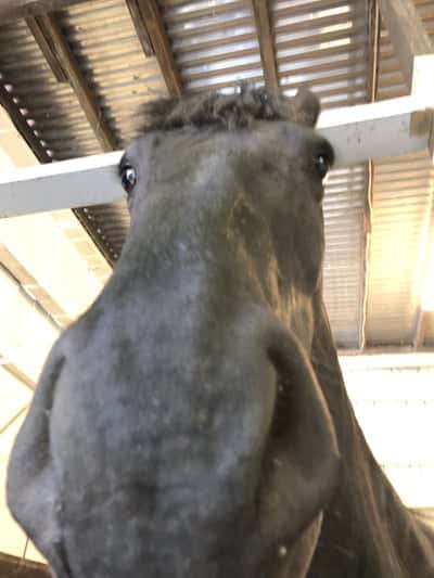 Post 1 of Friesian Horse with title Bra profilbild! 😅