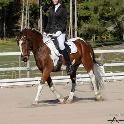 Inlägg 31 av Dressyr med titeln Dressyr (Bengtsfors)