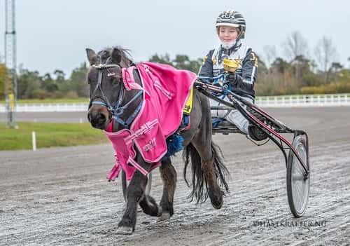 Image of Inkörd och inriden shettis