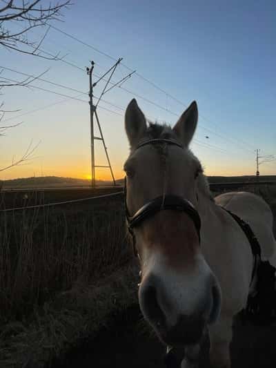 Inlägg 1 av Fjordhäst med titeln Thuja🩷☀️