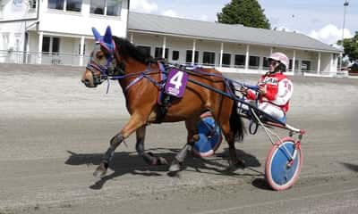 Post 16 of Gotland Pony with title Ponnytrav 