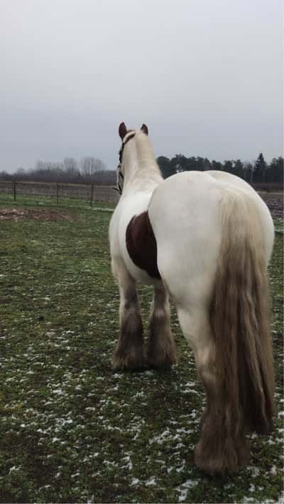 Inlägg 19 av Irish Cob med titeln Paddy blev min 🥰