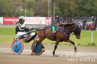 Inlägg 7 av Avel med titeln Ponnytrav