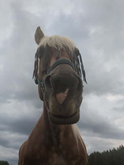 Inlägg 12 av Nordsvensk med titeln Ute i hagen efter promenad med uddlex🫶