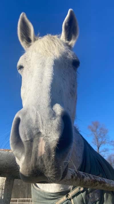 Inlägg 16 av Stambok KWPN med titeln 🍁H Ö S T🍁