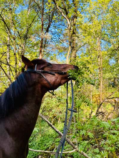 Inlägg 17 av New Forest med titeln 😻🍀