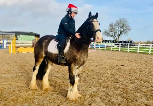 Bild av Charles – trygg, snäll och genuin valack!