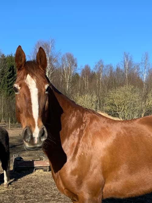 Bild av Sällskapshäst/promenadridning