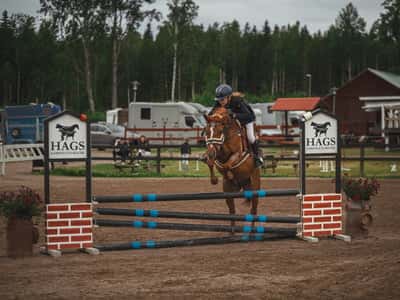 Inlägg 7 av Avel med titeln Hopptävling 