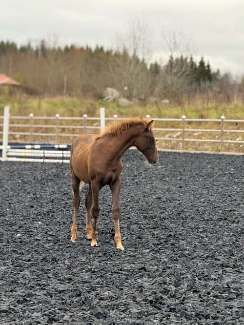 Bild av Fin åring efter Zafferano