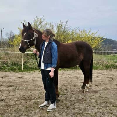 Inlägg 24 av New Forest med titeln Belöningsbaserad kurs i stallet 🍀