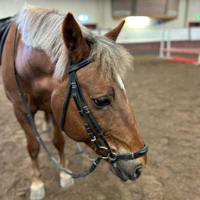 Skogalunds Dior Beauty