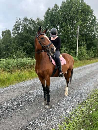 Inlägg 21 av Dressyr