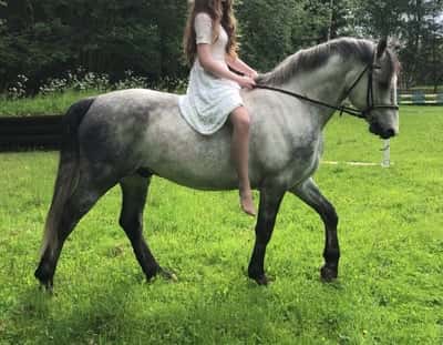 Inlägg 22 av Allround med titeln Älskar ponnys❤️