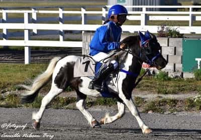 Inlägg 5 av Monté med titeln DPK’s Ponnytravgala 