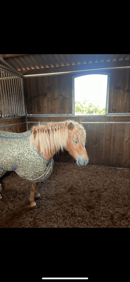 Bild av Söker ny modig ryttare