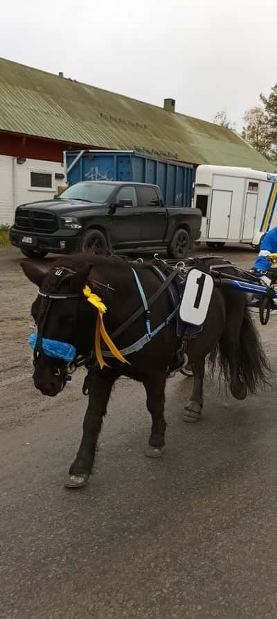 Inlägg 51 av Ponnytrav med titeln Gandurs första lopp💕