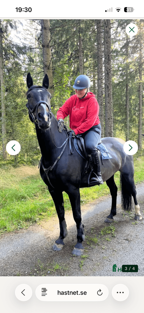 Bild av En häst med utstrålning