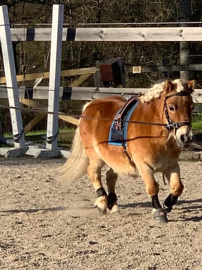 Inlägg 24 av Allround med titeln Jag är dressyrponny!