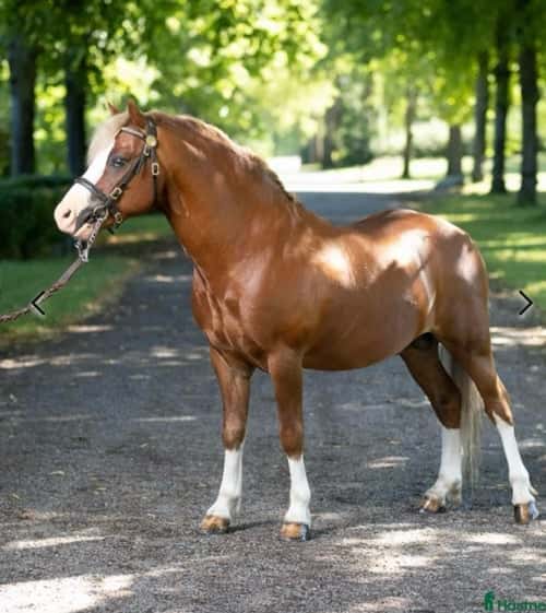 Bild av Underbar Welsh mountainhingst i avel 