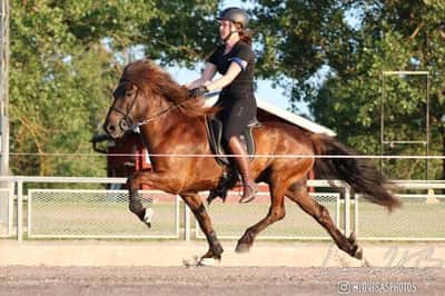 Dökkvi från Stenholmen