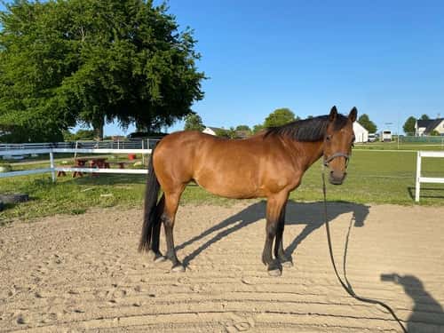 Bild av Fint halvblodssto