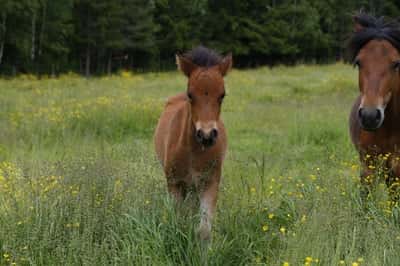 Post 8 of Gotland Pony with title Bete