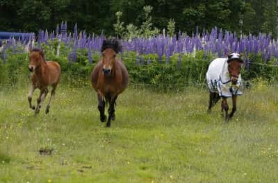 Post 11 of Gotland Pony with title Bete