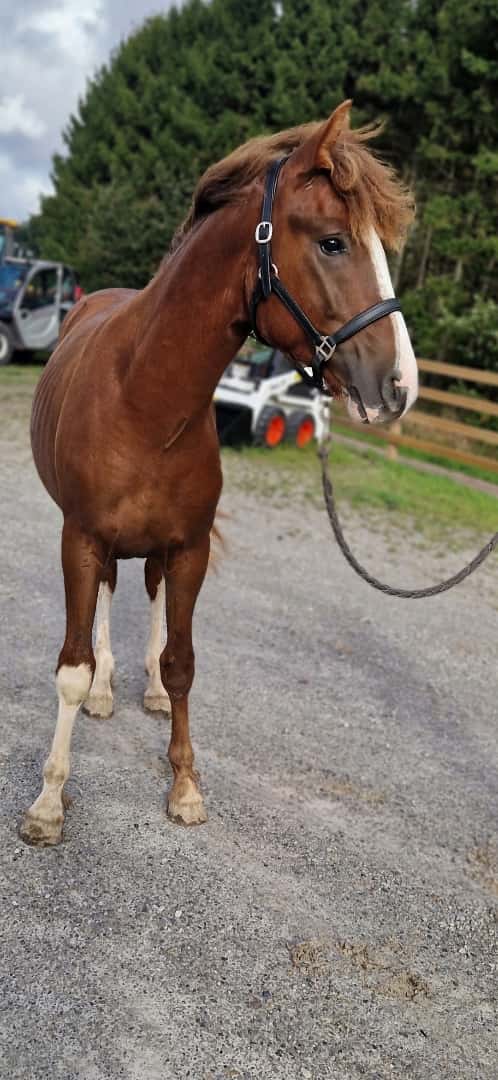 Bild av ⭐️ Gyllens Alpha ⭐️