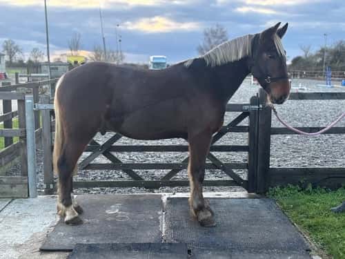 Bild av Rolig allroundare/jägare.