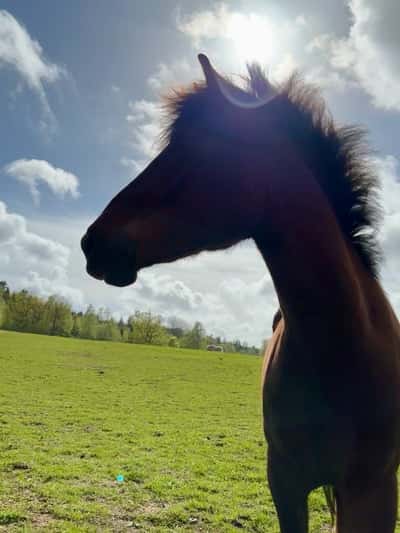 Inlägg 18 av New Forest med titeln 😍🍀