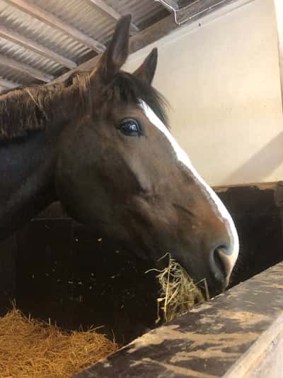 Inlägg 15 av Danskt varmblod med titeln Gott med hö efter att varit i hagen länge. 