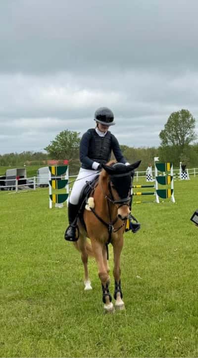 Inlägg 19 av Welsh Partbred med titeln 🥇 